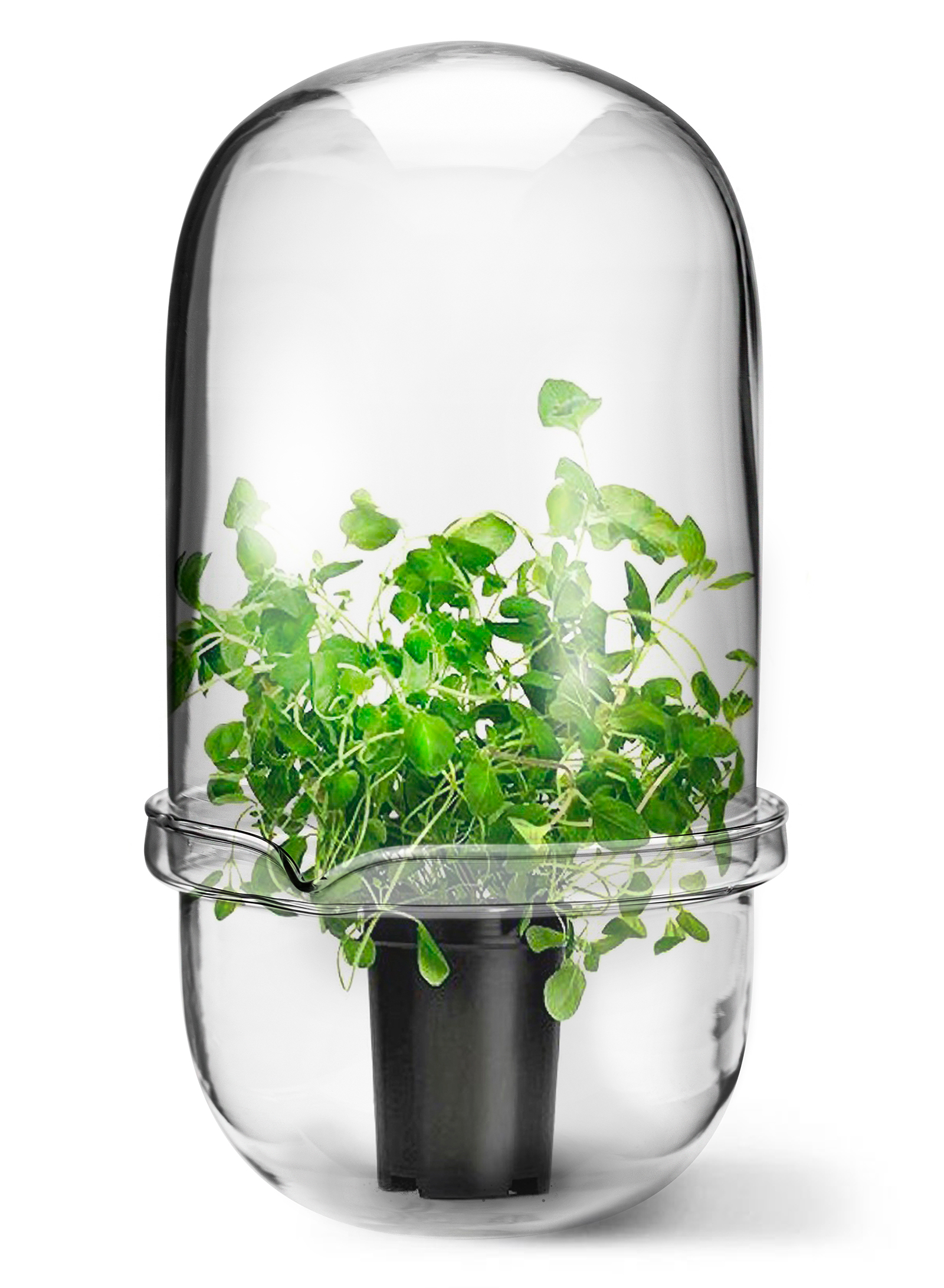 Miniväxthus, glas